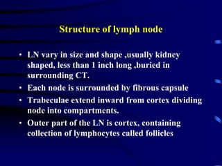 Structure of lymph node
• LN vary in size and shape ,usually kidney
shaped, less than 1 inch long ,buried in
surrounding CT.
• Each node is surrounded by fibrous capsule
• Trabeculae extend inward from cortex dividing
node into compartments.
• Outer part of the LN is cortex, containing
collection of lymphocytes called follicles
 