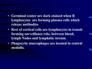 • Germinal center are dark stained when B
lymphocytes are forming plasma cells which
release antibodies
• Rest of cortical cells are lymphocytes in transit
forming surveillance role, between blood,
lymph Nodes and lymphatic stream.
• Phagocytic macrophages are located in central
medulla.
 