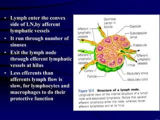 • Lymph enter the convex
side of LN,by afferent
lymphatic vessels
• It run through number of
sinuses
• Exit the lymph node
through efferent lymphatic
vessels at hilus
• Less efferents than
afferents lymph flow is
slow, for lymphocytes and
macrophages to do their
protective function
 