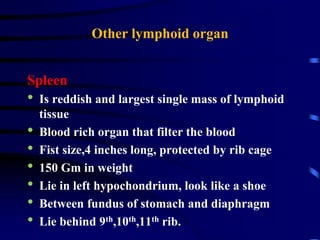 Other lymphoid organ
Spleen
• Is reddish and largest single mass of lymphoid
tissue
• Blood rich organ that filter the blood
• Fist size,4 inches long, protected by rib cage
• 150 Gm in weight
• Lie in left hypochondrium, look like a shoe
• Between fundus of stomach and diaphragm
• Lie behind 9th,10th,11th rib.
 