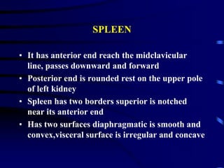 SPLEEN
• It has anterior end reach the midclavicular
line, passes downward and forward
• Posterior end is rounded rest on the upper pole
of left kidney
• Spleen has two borders superior is notched
near its anterior end
• Has two surfaces diaphragmatic is smooth and
convex,visceral surface is irregular and concave
 