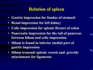 Relation of spleen
• Gastric impression for fundus of stomach
• Renal impression for left kidney
• Colic impression for splenic flexure of colon
• Pancreatic impression for the tail of pancreas
between hilum and colic impression
• Hilum is found in inferior medial part of
gastric impression
• Hilum transmit splenic vessels and provide
attachments for ligaments
 