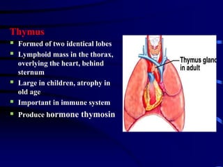 Thymus
 Formed of two identical lobes
 Lymphoid mass in the thorax,
overlying the heart, behind
sternum
 Large in children, atrophy in
old age
 Important in immune system
 Produce hormone thymosin
 