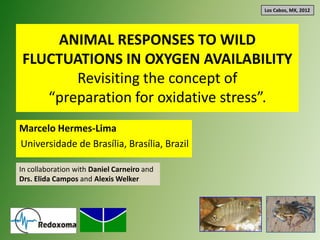 Los Cabos, MX, 2012




    ANIMAL RESPONSES TO WILD
FLUCTUATIONS IN OXYGEN AVAILABILITY
       Revisiting the concept of
   “preparation for oxidative stress”.
Marcelo Hermes-Lima
Universidade de Brasília, Brasília, Brazil

In collaboration with Daniel Carneiro and
Drs. Elida Campos and Alexis Welker
 