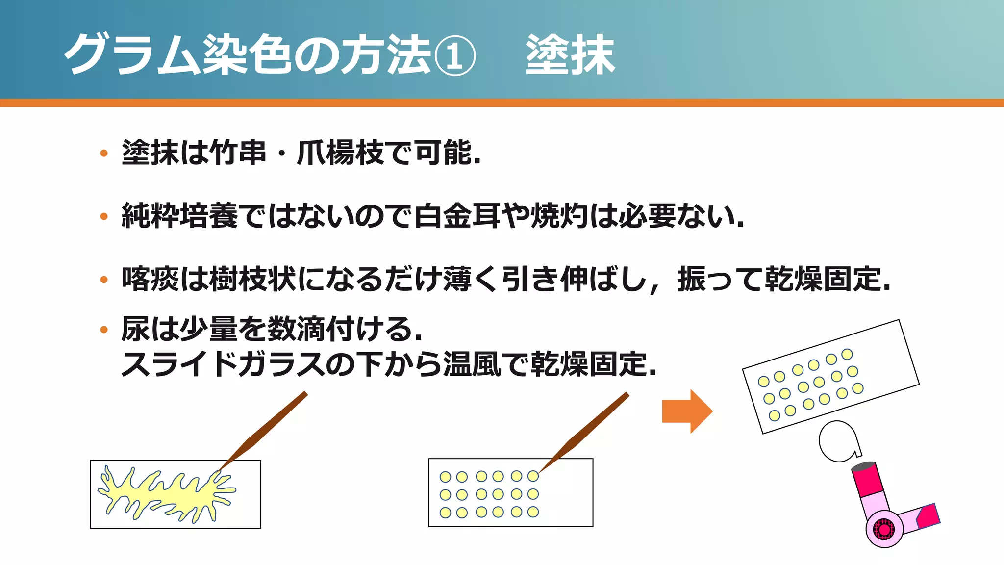 • 塗抹は竹串・爪楊枝で可能．
• 純粋培養ではないので白金耳や焼灼は必要ない．
• 喀痰は樹枝状になるだけ薄く引き伸ばし，振って乾燥固定．
• 尿は少量を数滴付ける．
スライドガラスの下から温風で乾燥固定．
グラム染色の方法① 塗抹
 