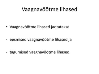 Vaagnavöötme lihased

• Vaagnavöötme lihased jaotatakse

- eesmised vaagnavöötme lihased ja

- tagumised vaagnavöötme lihased.
 