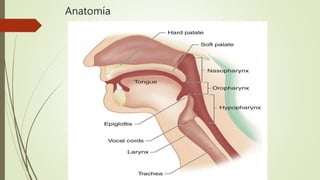 Anatomía