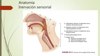 Anatomía
Inervación sensorial