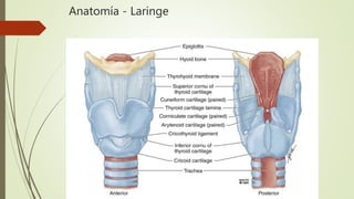 Anatomía - Laringe