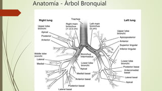 Anatomía - Árbol Bronquial
