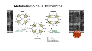 Comprehensive Interpretation of Liver Function Tests and Bilirubin ...