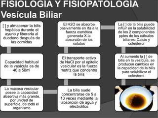 FISIOLOGÍA Y FISIOPATOLOGÍA
Vesícula Biliar
[ ] y almacenar la bilis
hepática durante el
ayuno y liberarla al
duodeno después de
las comidas

El H2O se absorbe
pasivamente en rta a la
fuerza osmótica
generada X la
absorción de los
solutos

La [ ] de la bilis puede
influir en la solubilidad
de los 2 componentes
pples de los cálculos
biliares: Calcio y
colesterol

Capacidad habitual
de la vesícula es de
40 a 50ml

El transporte activo
de NaCl por el epitelio
vesicular es la fuerza
motriz que concentra
la bilis

Al aumento la [ ] de
bilis en la vesícula, se
producen cambios en
la capacidad de la bilis
para solubilizar el
colesterol

La mucosa vesicular
posee la capacidad
absortiva más grande,
por unidad de
superficie, de todo el
organismo

La bilis suele
concentrarse de 5 a
10 veces mediante la
absorción de agua y
electrolitos

 