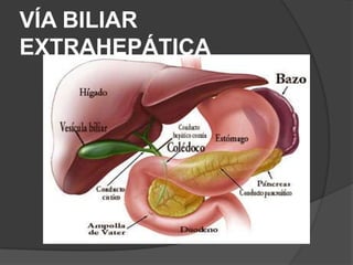 VÍA BILIAR
EXTRAHEPÁTICA

 