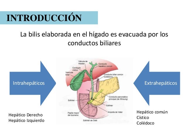 Vía Biliar Extrahepática: Anatomía Normal y Técnica Ecográfica
