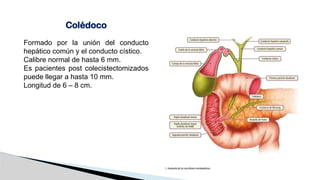 Vía biliar y Vesícula anatomia y ecografia .pptx