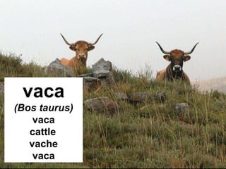 vaca (Bos taurus) vaca cattle   vache vaca 