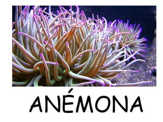 ANÉMONA
 