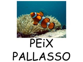 PEiX
PALLASSO
 