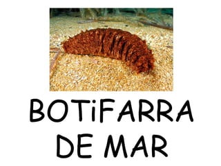 BOTiFARRA
DE MAR
 