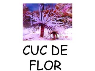 CUC DE
FLOR
 
