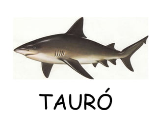 TAURÓ
 