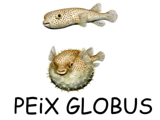 PEiX GLOBUS
 