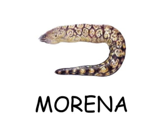 MORENA
 