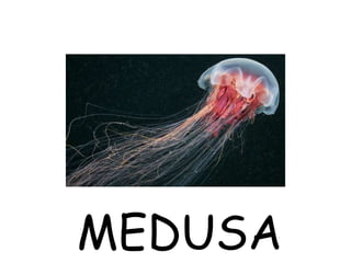 MEDUSA
 