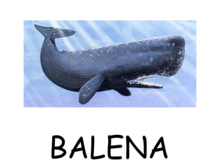 BALENA
 