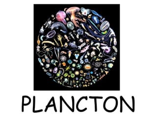PLANCTON
 
