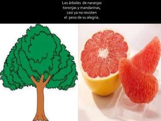 Los árboles de naranjas
toronjas y mandarinas,
casi ya no resisten
el peso de su alegría.