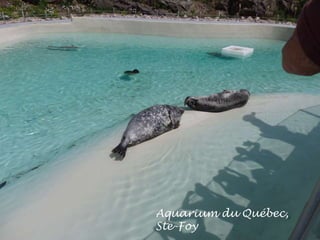Aquarium du Québec,
Ste-Foy
 