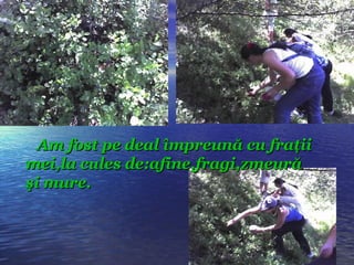 Am fost pe deal împreună cu fraţii mei,la cules de :afine,fragi,zmeur ă şi mure. 