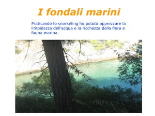 I fondali marini
Praticando lo snorkeling ho potuto apprezzare la
limpidezza dell’acqua e la ricchezza della flora e
fauna marina.
 
