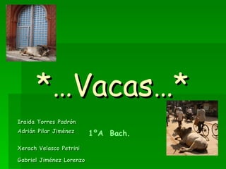 *…Vacas…* Iraida Torres Padrón Adrián Pilar Jiménez  Xerach Velasco Petrini  Gabriel Jiménez Lorenzo   1ºA  Bach. 