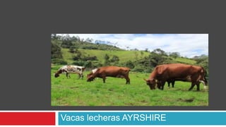 DE LA PANTALLA
PANORÁMICA
Vacas lecheras AYRSHIRE
 