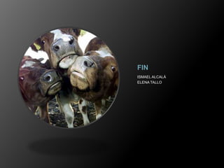 FINISMAEL ALCALÁELENA TALLO