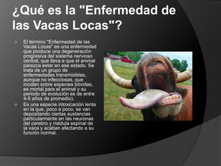 ¿Qué es la "Enfermedad de las Vacas Locas"?El término "Enfermedad de las Vacas Locas" es una enfermedad que produce una degeneración progresiva del sistema nervioso central, que lleva a que el animal parezca estar en ese estado. Se trata de un grupo de enfermedades transmisibles, aunque no infecciosas, que inciden sobre especies bóvidas, es mortal para el animal y su periodo de evolución es de entre 4-5 años de promedio).Es una especie intoxicación lenta en la que, poco a poco, se van depositando ciertas sustancias particularmente en las neuronas del cerebro y médula espinal de la vaca y acaban afectando a su función normal. 