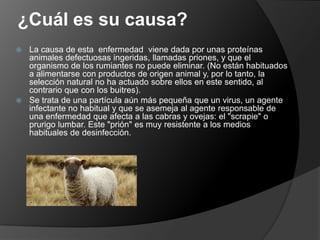 ¿Cuál es su causa?La causa de esta  enfermedad  viene dada por unas proteínas animales defectuosas ingeridas, llamadas priones, y que el organismo de los rumiantes no puede eliminar. (No están habituados a alimentarse con productos de origen animal y, por lo tanto, la selección natural no ha actuado sobre ellos en este sentido, al contrario que con los buitres).Se trata de una partícula aún más pequeña que un virus, un agente infectante no habitual y que se asemeja al agente responsable de una enfermedad que afecta a las cabras y ovejas: el "scrapie" o prurigo lumbar. Este "prión" es muy resistente a los medios habituales de desinfección.