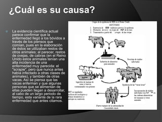 ¿Cuál es su causa?La evidencia científica actual parece confirmar que la enfermedad llegó a los bóvidos a través de los piensos que comían, pues en la elaboración de éstos se utilizaban restos de otros animales; al parecer, restos de ovejas, de cabras (en el Reino Unido estos animales tenían una alta incidencia de una enfermedad muy parecida: el "scrapie", pero que nunca antes había infectado a otras clases de animales), y también de otras vacas. Así se piensa que las vacas enferman y que algunas personas que se alimentan de ellas pueden llegan a desarrollar, al cabo de un largo periodo de tiempo, esta variante de la rara enfermedad que antes citamos.