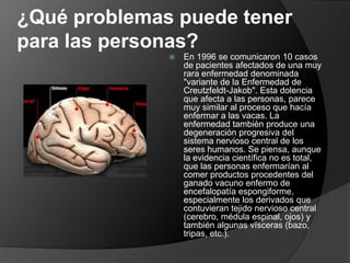 ¿Qué problemas puede tener para las personas?En 1996 se comunicaron 10 casos de pacientes afectados de una muy rara enfermedad denominada "variante de la Enfermedad de Creutzfeldt-Jakob". Esta dolencia que afecta a las personas, parece muy similar al proceso que hacía enfermar a las vacas. La enfermedad también produce una degeneración progresiva del sistema nervioso central de los seres humanos. Se piensa, aunque la evidencia científica no es total, que las personas enfermarían al comer productos procedentes del ganado vacuno enfermo de encefalopatía espongiforme, especialmente los derivados que contuvieran tejido nervioso central (cerebro, médula espinal, ojos) y también algunas vísceras (bazo, tripas, etc.).
