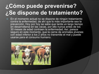 ¿Cómo puede prevenirse? ¿Se dispone de tratamiento?En el momento actual no se dispone de ningún tratamiento contra la enfermedad, de ahí que lo más importante sea la prevención. Hoy por hoy se sabe que tarda un largo tiempo en desarrollarse en las vacas, por ello nunca antes de los 30 meses de edad contraen la enfermedad. Así, parece seguro en este momento, que la carne de animales jóvenes con edad inferior a los 2 años no transmite el mal y puede usarse para el consumo humano.