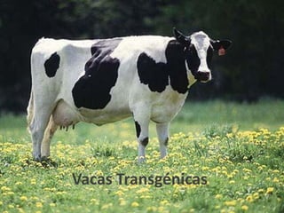 Vacas Transgénicas
 