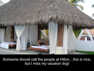 Someone should call the people at Hilton…this is nice, but I miss my vacation dog! 