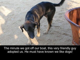 The minute we got off our boat, this very friendly guy adopted us. He must have known we like dogs! 