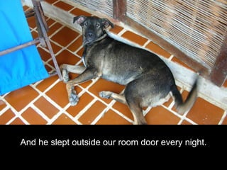And he slept outside our room door every night.