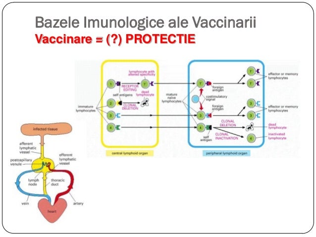 Vaccinarea animalelor de companie principii si scheme de Vaccinare