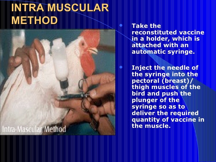 Vaccination for poultry