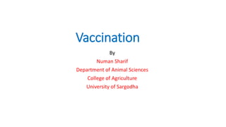 Vaccination
By
Numan Sharif
Department of Animal Sciences
College of Agriculture
University of Sargodha
 