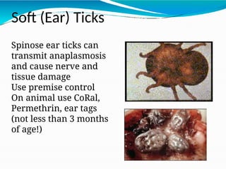 Vaccination of cattle and livestock of tropical region | PPT